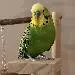 Willi