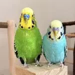 Willi und der kleine Nils
