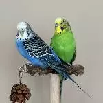 Willi und Mausi