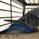 meine blaue kleine Maus