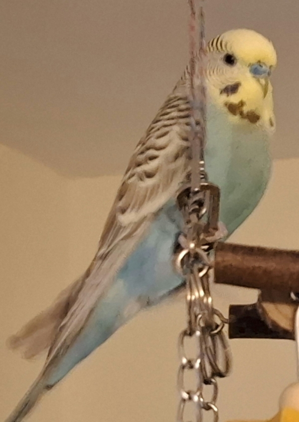 PHPSESSID
