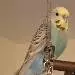Pieps