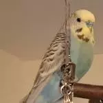 Pieps ist noch nicht müde