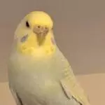 Sunny hält die Stellung