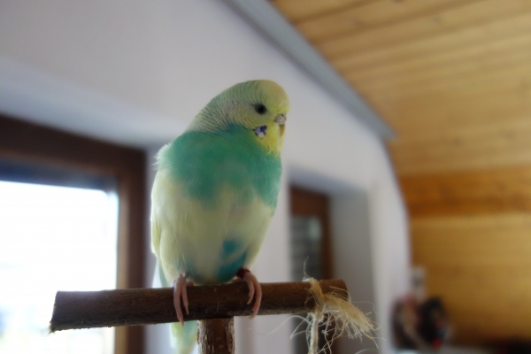 Chicki