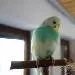 Chicki
