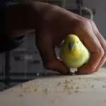 Hello Birb