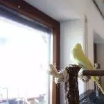 Pommes und das Fenster