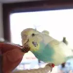 Bitte Lächeln Ms Birb