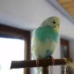 Chicki am Chillen