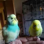 Fluff muss sein