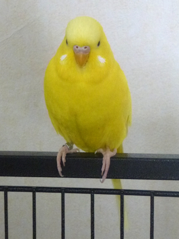 Tweety