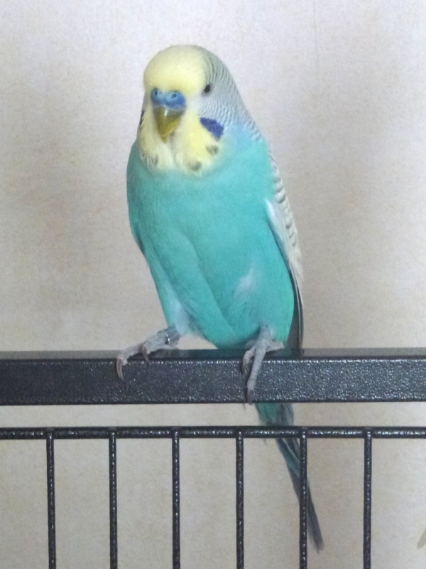 Mico