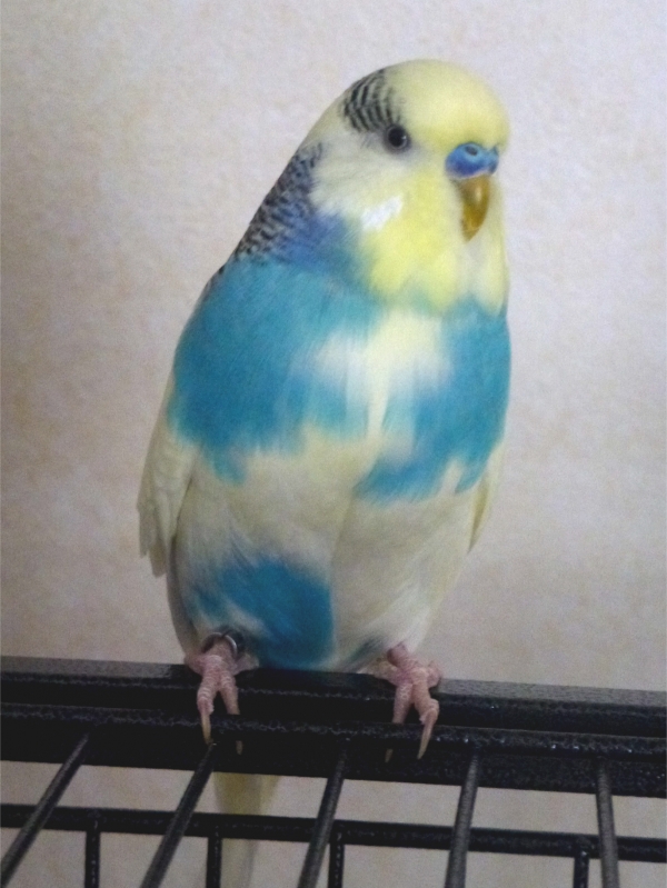 PHPSESSID