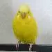 Tweety