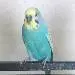 Mico