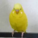 Tweety - ich bin auch neu hier