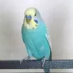 Mico - ich bin neu hier