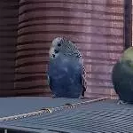 Nicki und Blue