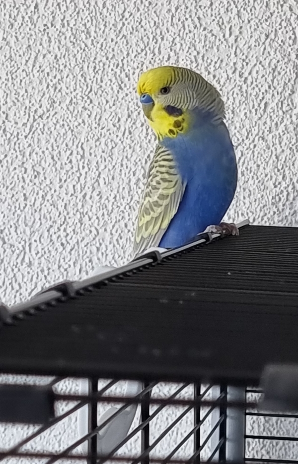 PHPSESSID