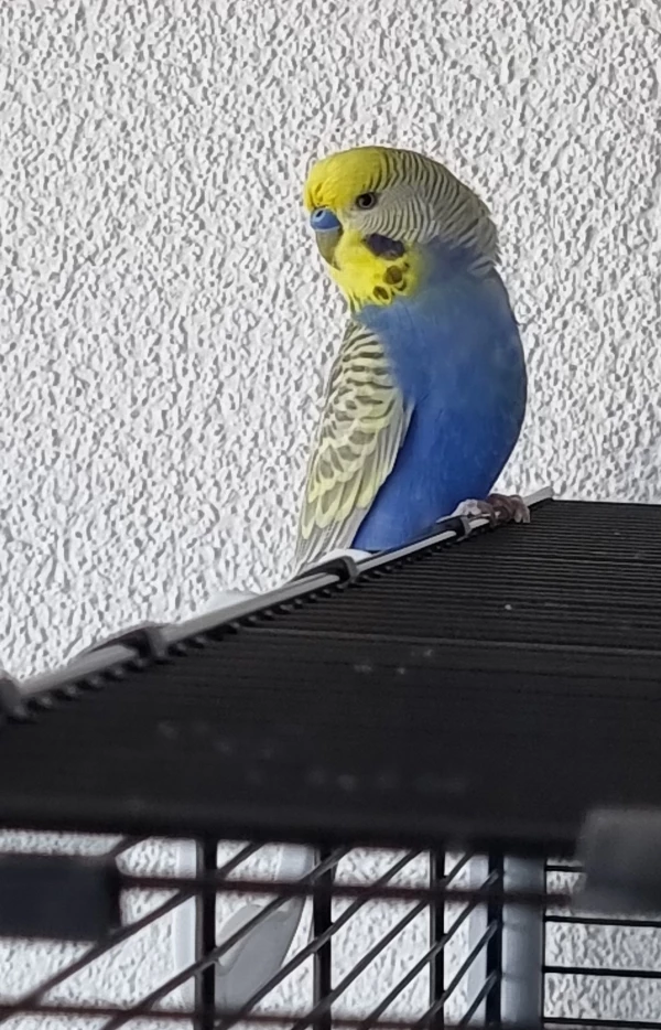 Wellensittich-Bild: Theusseus beim Freiflug