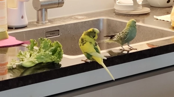 Wellensittich-Bild: Was gibts denn heute zum Essen?