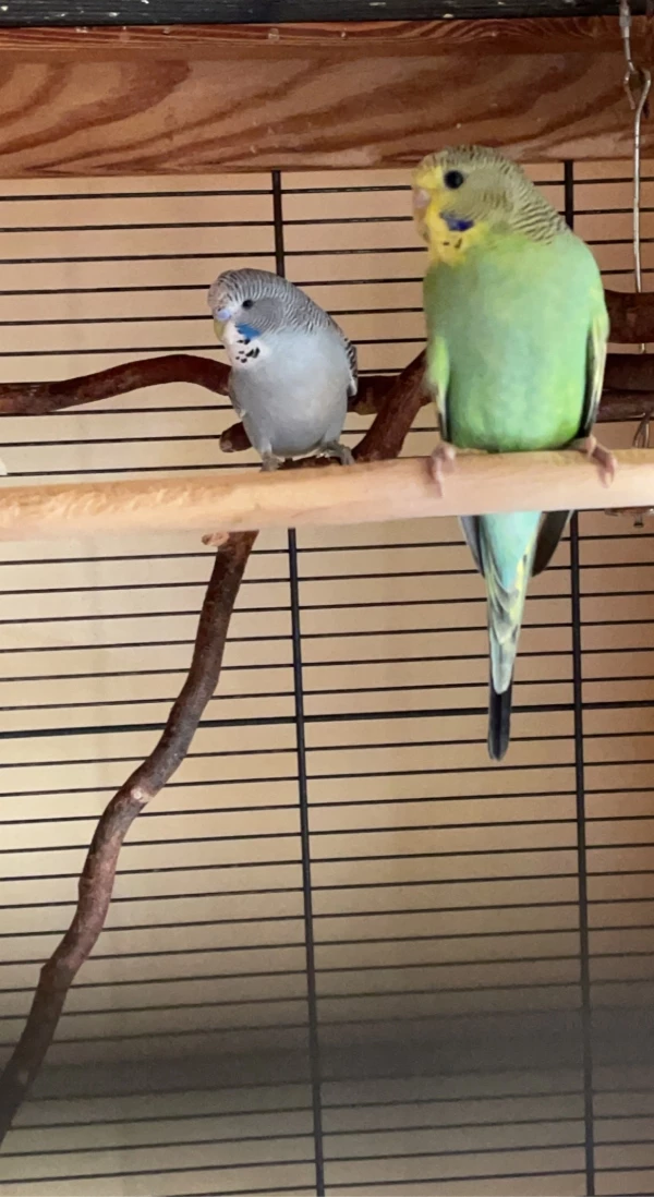 Wellensittich-Bild: Kiwi (grün) und Mango (grau)