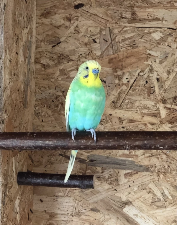 Wellensittich-Bild: Sully in der Mauser