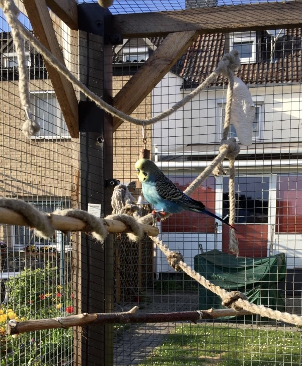 Wellensittich-Bild: Bibo sitzt in der Sonne 