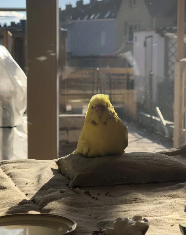 Wellensittich-Bild: Punky genießt die Sonne im warmen Wohnzimmer 