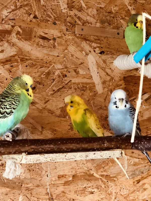 Wellensittich-Bild: V. l. n. r.: Balin, Munin, Jolli, Jumpy