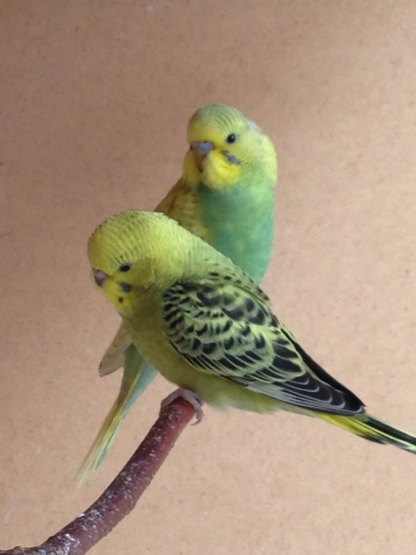Wellensittich-Bild: Vorne der kleine Mimir, der leider nur 6 Wochen auf der Welt sein durfte :-( Er war ein ganz lieber und zutraulicher Schatz, ich vermisse ihn sehr.
Hinten Odine, die schon als Jungvogel sehr groß war