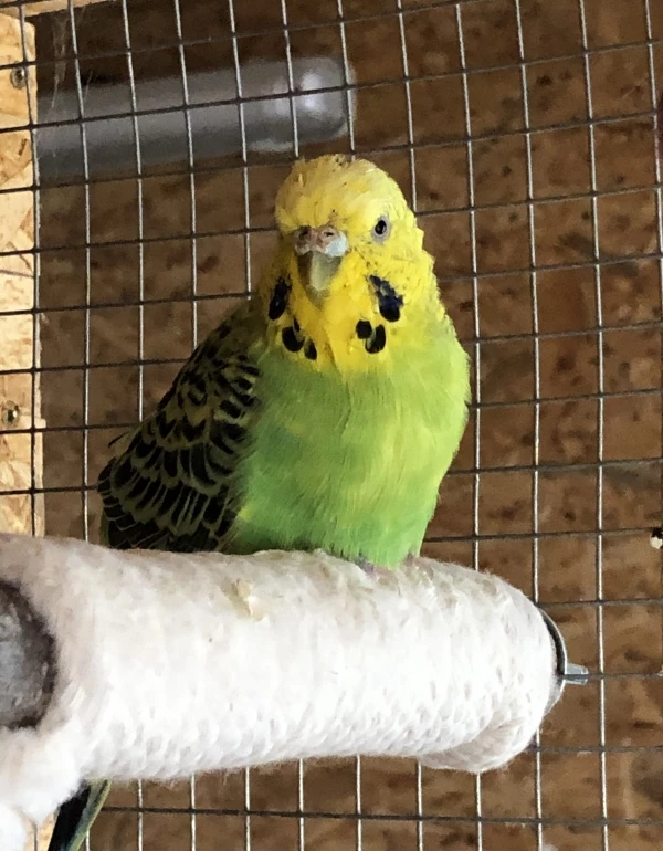 Wellensittich-Bild: Loki, mein altes Mädchen