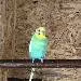 Sully
