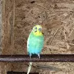 Sully mausert sich