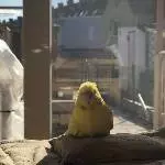 Punky genießt die Sonne