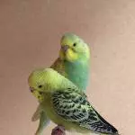 Mimir und Odine