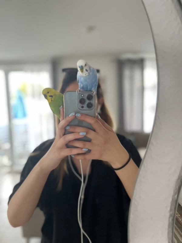 Wellensittich-Bild: Wellensittiche  sobald ein Spiegel in Sichtweite ist  