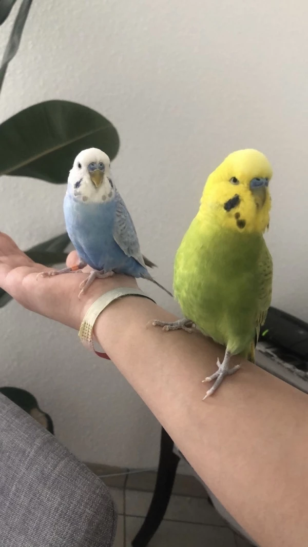 Wellensittich-Bild: Nala und Nike
Unzertrennlich 