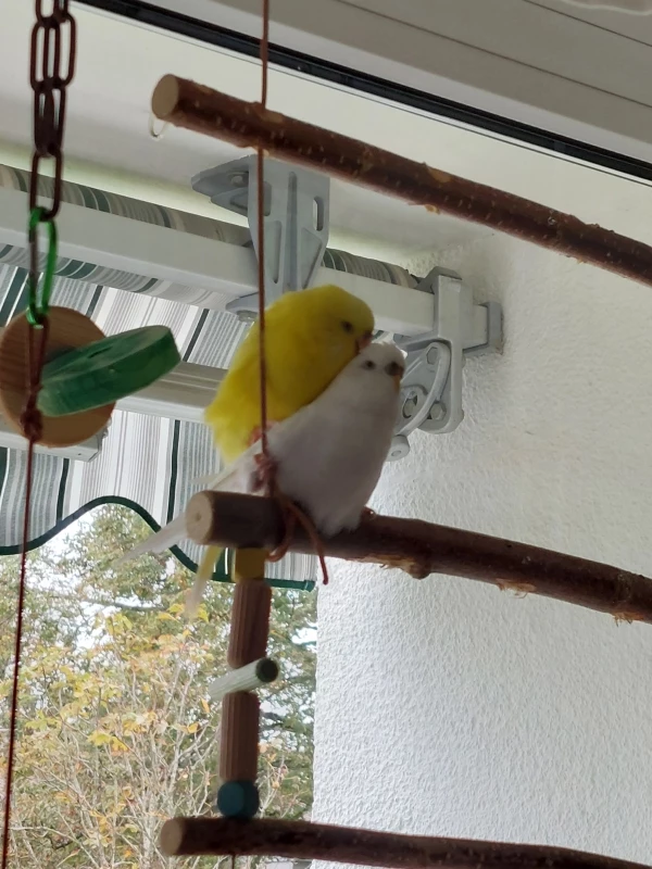 Wellensittich-Bild: Zwischen uns passt manchmal kein Blatt und unsere Felo ist dann immer sprachlos. ;-)