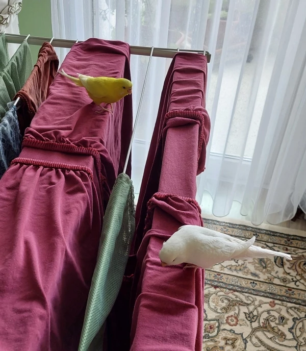 Wellensittich-Bild: Halli du musst da drüben noch glatt ziehen.
Die Felo meckert sonst wenn wir es nicht ordentlich machen...