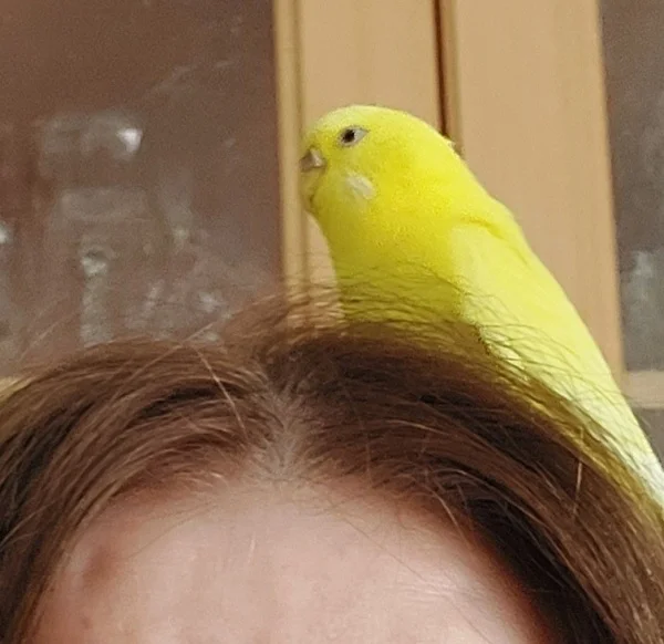 Wellensittich-Bild: Ich habe es ja schon immer gewußt meine Felo hat einen Vogel! :-)