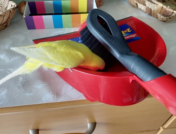 Jetzt soll ich auch noch fegen?
