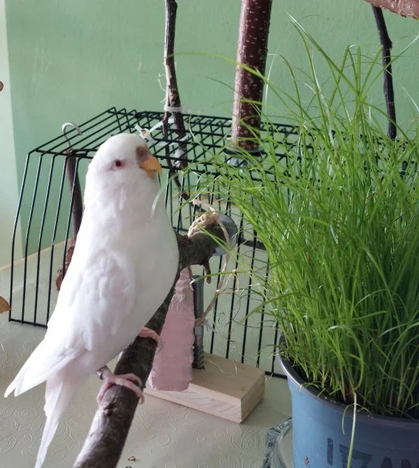 Wellensittich-Bild: Endlich, nach langen Diskussionen zeigt meine Felo mal meine Schokoladenseite. Ich liebe Katzengras. :-)