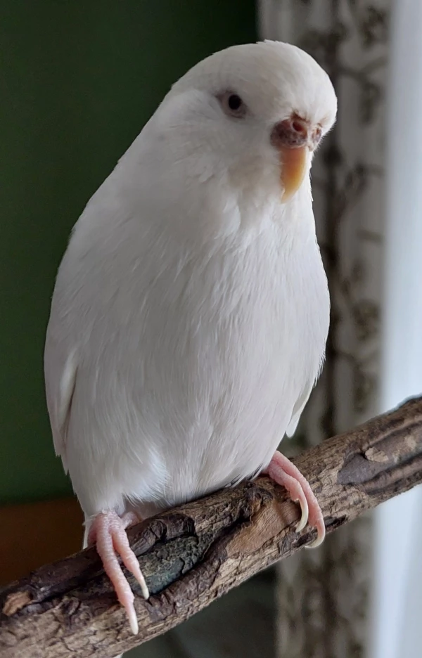 Wellensittich-Bild: Meine Felo hat zu mir gesagt: Halli jetzt gib mal Ruhe, ich möchte ein schönes Bild von dir machen. 
Ok habe ich gesagt, aber das muss jetzt dann wieder für ein Jahr reichen. Ich mag dieses Knipsding nicht. Basta!