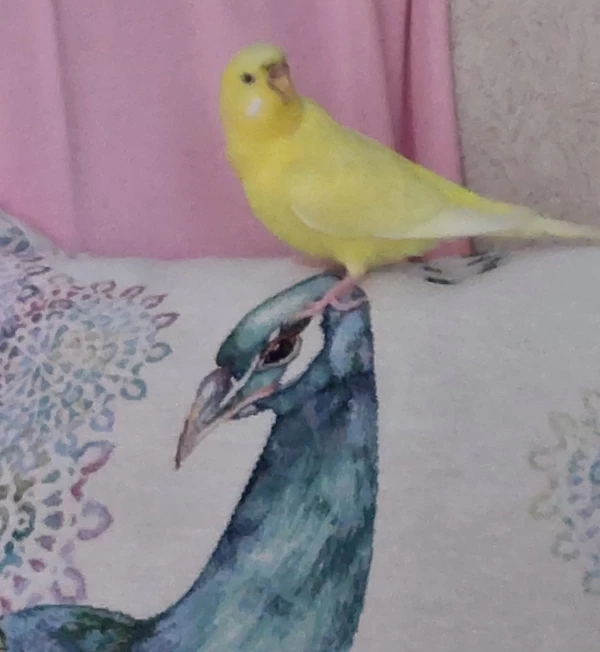 Wellensittich-Bild: Was ist denn dass für ein komischer Vogel, der sagt nichts...