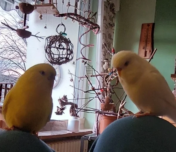 Wellensittich-Bild: Wenn unsere Felo ganz vertieft ist und liest, dann kommen wir und leisten ihr Gesellschaft, damit sie weiß das wir auch noch da sind.:-)