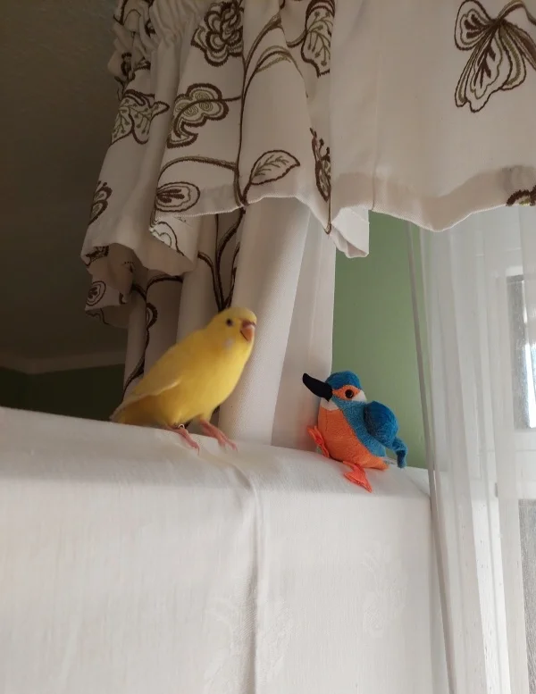 Wellensittich-Bild: Jetzt hat doch tatsächlich unsere Felo mir so einen komischen Vogel in den Weg gestellt. Nur das ich nicht mehr hinter die Gardine komme. Das ist voll gemein.
