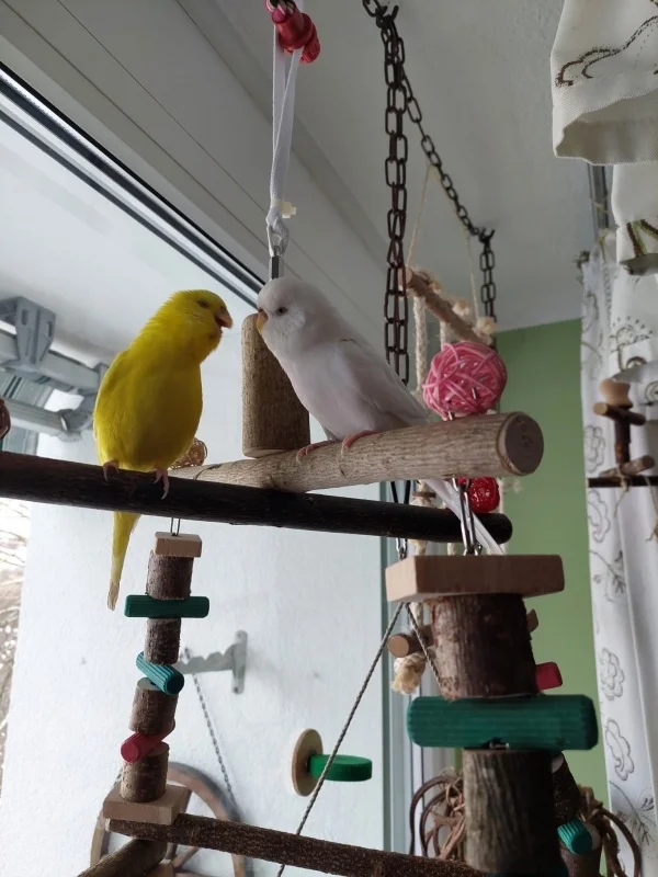 Wellensittich-Bild: Nachdem unsere Felo uns eine neue Schaukel ins Fenster gehangen hat,sitzen wir hier beide nach anfänglicher Skepsis inzwischen sehr gerne. Hier erzählt mir Galli immer aufregende Geschichten. Ich höre aufmerksam zu. :-)