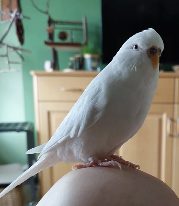 Wellensittich-Bild: Wenn ich schon zu dir komme liebe Felo, dann hätte ich gerne ein Stück Hirse!